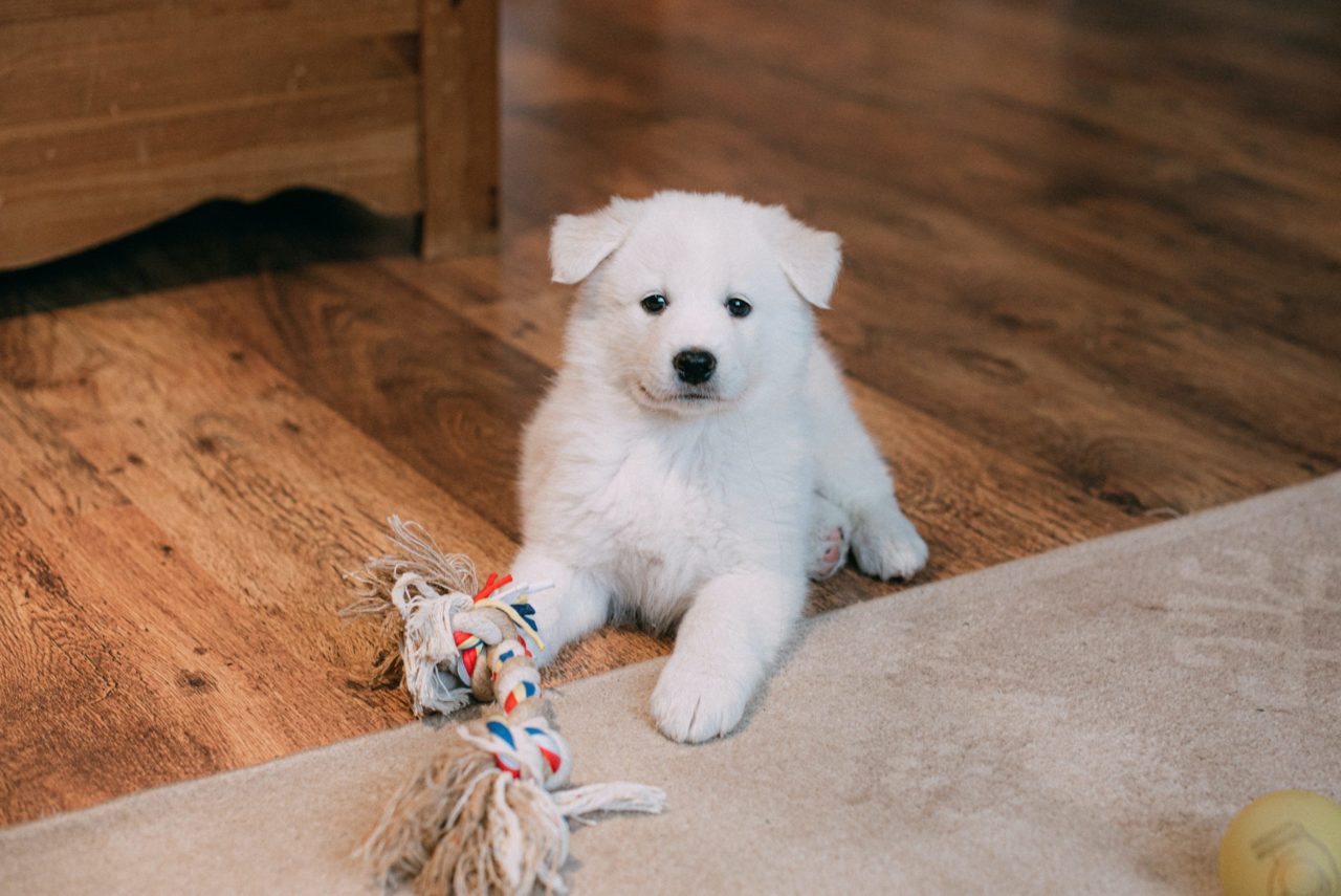 white dog playing